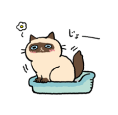 Himalayan<Cat sticker> sticker #15076339