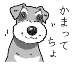 Wanko-Biyori miniature schnauzer sticker #15082467