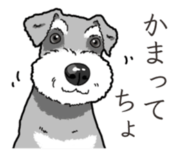 Wanko-Biyori miniature schnauzer sticker #15082467