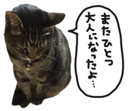 My cat Sticker.4 sticker #15083357