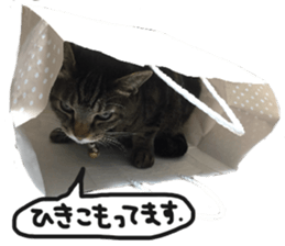 My cat Sticker.4 sticker #15083360