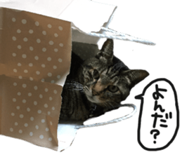 My cat Sticker.4 sticker #15083361