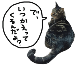 My cat Sticker.4 sticker #15083363