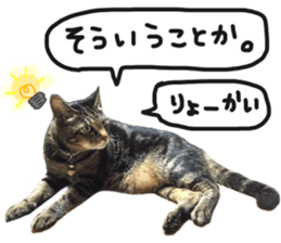 My cat Sticker.4 sticker #15083364