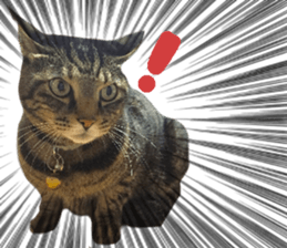 My cat Sticker.4 sticker #15083366