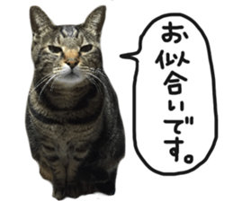 My cat Sticker.4 sticker #15083368