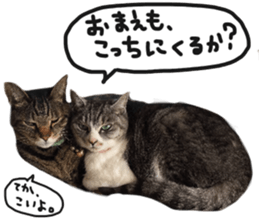 My cat Sticker.4 sticker #15083369