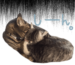 My cat Sticker.4 sticker #15083371