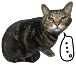 My cat Sticker.4 sticker #15083372