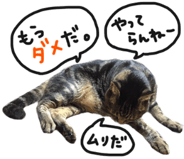 My cat Sticker.4 sticker #15083375