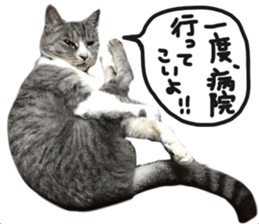 My cat Sticker.4 sticker #15083376