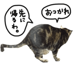 My cat Sticker.4 sticker #15083377