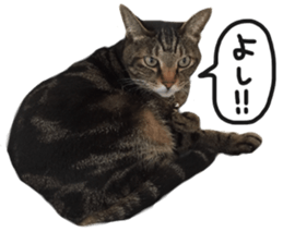 My cat Sticker.4 sticker #15083378