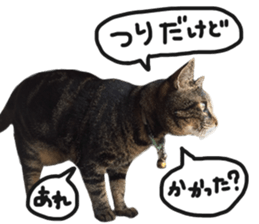 My cat Sticker.4 sticker #15083382