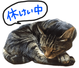 My cat Sticker.4 sticker #15083384