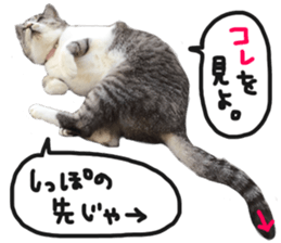 My cat Sticker.4 sticker #15083385