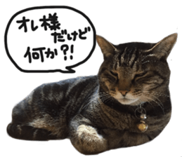 My cat Sticker.4 sticker #15083387