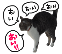 My cat Sticker.4 sticker #15083388