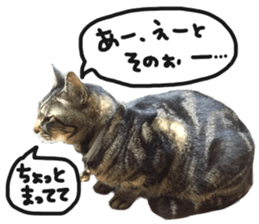 My cat Sticker.4 sticker #15083391