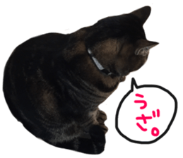 My cat Sticker.4 sticker #15083392