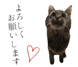 cat of cure Honorific expressions3 sticker #15084836