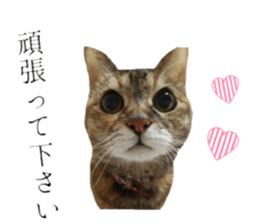 cat of cure Honorific expressions3 sticker #15084837