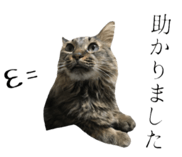 cat of cure Honorific expressions3 sticker #15084841