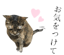 cat of cure Honorific expressions3 sticker #15084842