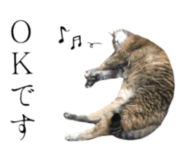 cat of cure Honorific expressions3 sticker #15084843