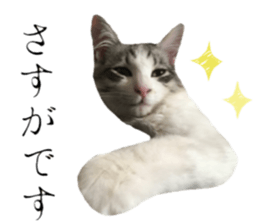 cat of cure Honorific expressions3 sticker #15084846