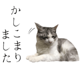 cat of cure Honorific expressions3 sticker #15084847