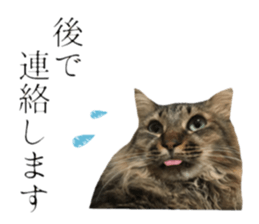cat of cure Honorific expressions3 sticker #15084848