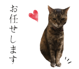 cat of cure Honorific expressions3 sticker #15084849