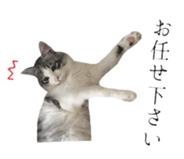 cat of cure Honorific expressions3 sticker #15084850