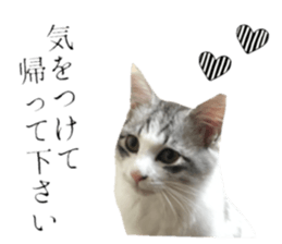 cat of cure Honorific expressions3 sticker #15084851