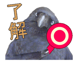 Birds is live action. sticker #15086191