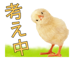 Birds is live action. sticker #15086194