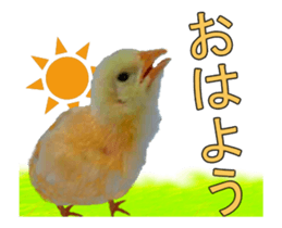 Birds is live action. sticker #15086196