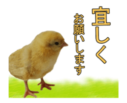 Birds is live action. sticker #15086199