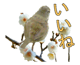 Birds is live action. sticker #15086200