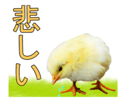 Birds is live action. sticker #15086201