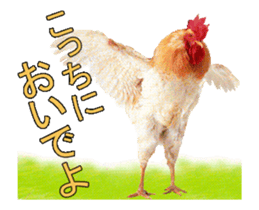 Birds is live action. sticker #15086202