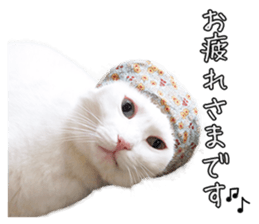 Russian Blue & White cat sticker #15087524