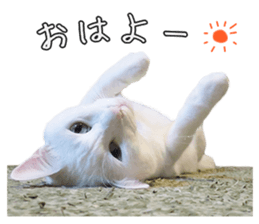 Russian Blue & White cat sticker #15087525