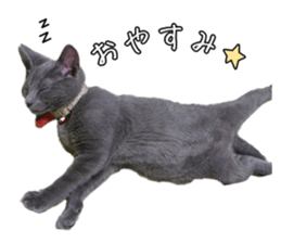 Russian Blue & White cat sticker #15087527