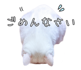 Russian Blue & White cat sticker #15087529