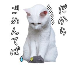 Russian Blue & White cat sticker #15087530