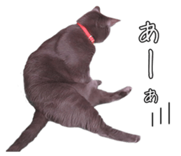 Russian Blue & White cat sticker #15087531