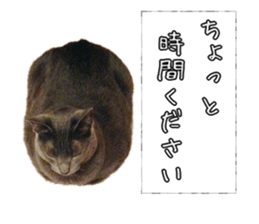 Russian Blue & White cat sticker #15087533