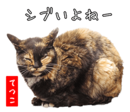 Russian Blue & White cat sticker #15087535